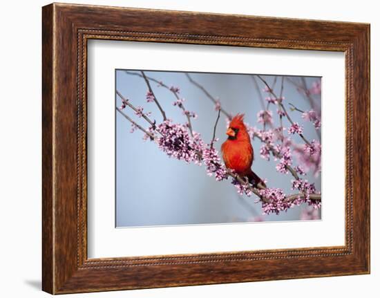 Northern Cardinal Male in Eastern Redbud, Marion, Illinois, Usa-Richard ans Susan Day-Framed Photographic Print