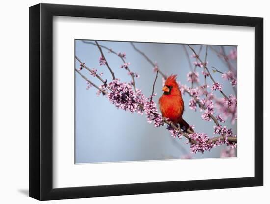 Northern Cardinal Male in Eastern Redbud, Marion, Illinois, Usa-Richard ans Susan Day-Framed Photographic Print