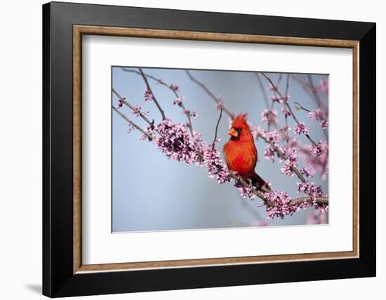 Northern Cardinal Male in Eastern Redbud, Marion, Illinois, Usa-Richard ans Susan Day-Framed Photographic Print