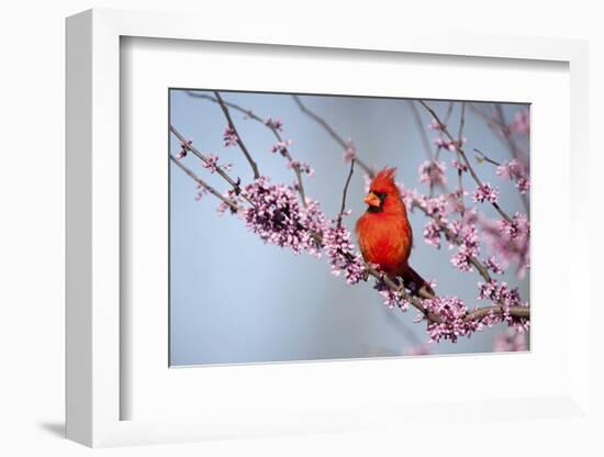 Northern Cardinal Male in Eastern Redbud, Marion, Illinois, Usa-Richard ans Susan Day-Framed Photographic Print