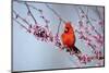 Northern Cardinal Male in Eastern Redbud, Marion, Illinois, Usa-Richard ans Susan Day-Mounted Photographic Print