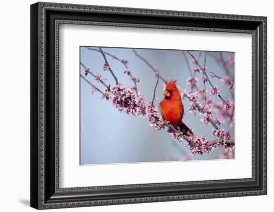 Northern Cardinal Male in Eastern Redbud, Marion, Illinois, Usa-Richard ans Susan Day-Framed Photographic Print