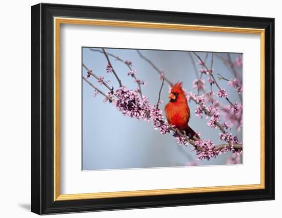 Northern Cardinal Male in Eastern Redbud, Marion, Illinois, Usa-Richard ans Susan Day-Framed Photographic Print