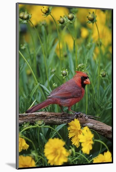 Northern Cardinal Male in Flower Garden Near Lance-Leaved Coreopsis, Marion County, Illinois-Richard and Susan Day-Mounted Photographic Print