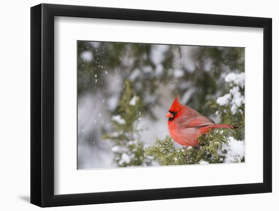 Northern Cardinal Male in Juniper Tree in Winter Marion, Illinois, Usa-Richard ans Susan Day-Framed Photographic Print