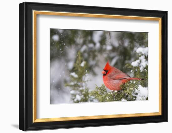 Northern Cardinal Male in Juniper Tree in Winter Marion, Illinois, Usa-Richard ans Susan Day-Framed Photographic Print