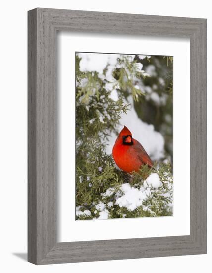Northern Cardinal male in Juniper tree in winter Marion, Illinois, USA.-Richard & Susan Day-Framed Photographic Print