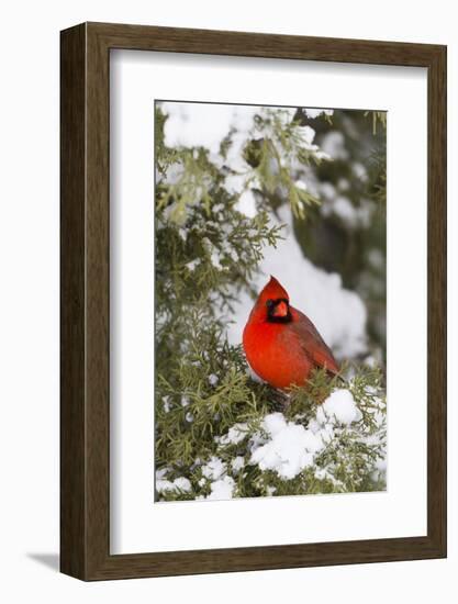 Northern Cardinal male in Juniper tree in winter Marion, Illinois, USA.-Richard & Susan Day-Framed Photographic Print