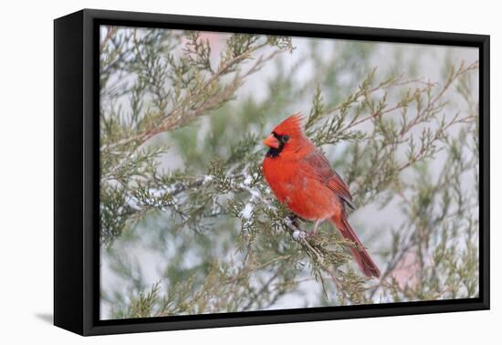 Northern cardinal male in red cedar tree in winter snow, Marion County, Illinois.-Richard & Susan Day-Framed Premier Image Canvas