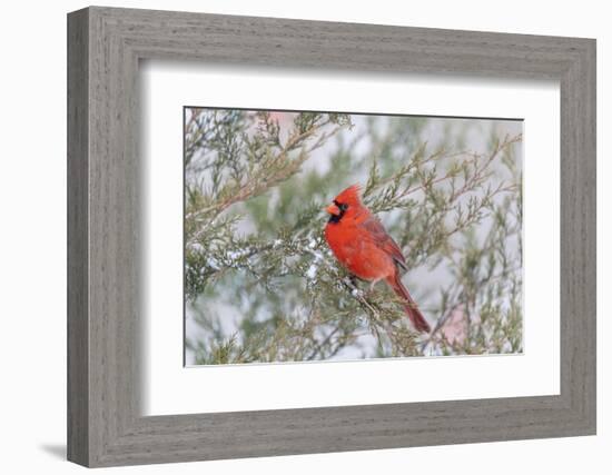 Northern cardinal male in red cedar tree in winter snow, Marion County, Illinois.-Richard & Susan Day-Framed Photographic Print