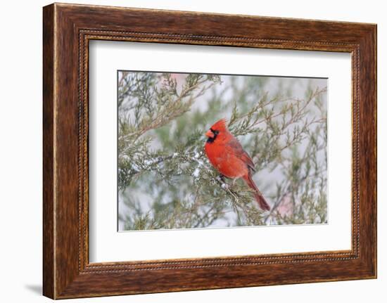 Northern cardinal male in red cedar tree in winter snow, Marion County, Illinois.-Richard & Susan Day-Framed Photographic Print