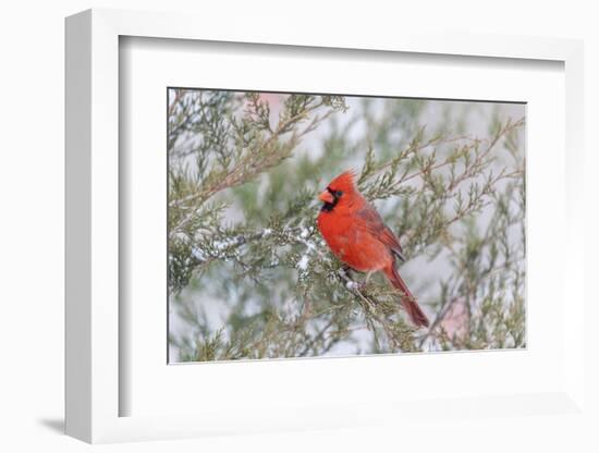 Northern cardinal male in red cedar tree in winter snow, Marion County, Illinois.-Richard & Susan Day-Framed Photographic Print