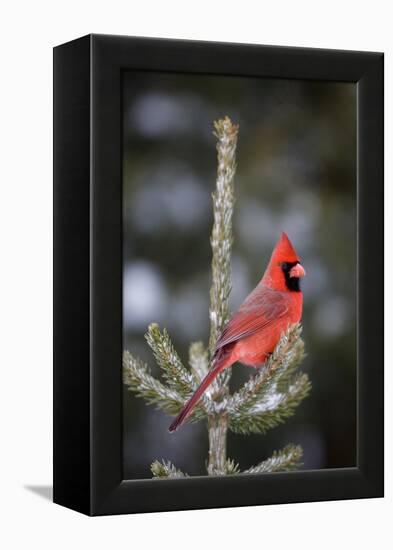 Northern Cardinal Male in Spruce Tree in Winter, Marion, Illinois, Usa-Richard ans Susan Day-Framed Premier Image Canvas
