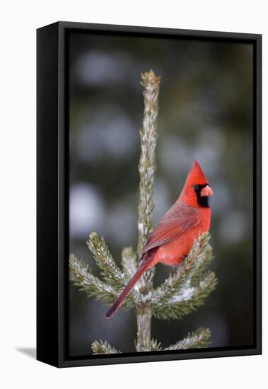 Northern Cardinal Male in Spruce Tree in Winter, Marion, Illinois, Usa-Richard ans Susan Day-Framed Premier Image Canvas