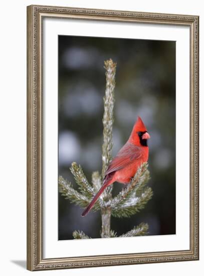 Northern Cardinal Male in Spruce Tree in Winter, Marion, Illinois, Usa-Richard ans Susan Day-Framed Photographic Print