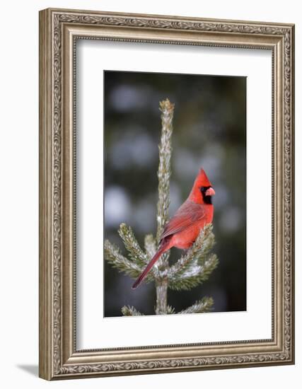 Northern Cardinal Male in Spruce Tree in Winter, Marion, Illinois, Usa-Richard ans Susan Day-Framed Photographic Print