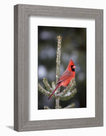 Northern Cardinal Male in Spruce Tree in Winter, Marion, Illinois, Usa-Richard ans Susan Day-Framed Photographic Print