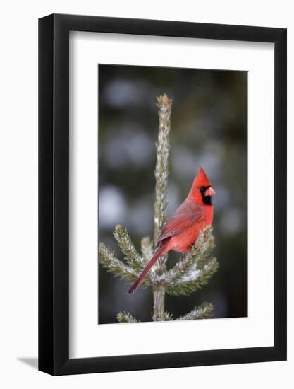 Northern Cardinal Male in Spruce Tree in Winter, Marion, Illinois, Usa-Richard ans Susan Day-Framed Photographic Print