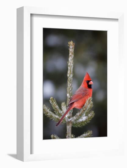 Northern Cardinal Male in Spruce Tree in Winter, Marion, Illinois, Usa-Richard ans Susan Day-Framed Photographic Print