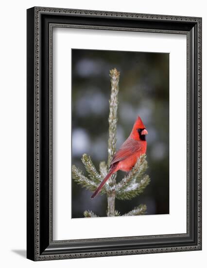 Northern Cardinal Male in Spruce Tree in Winter, Marion, Illinois, Usa-Richard ans Susan Day-Framed Photographic Print