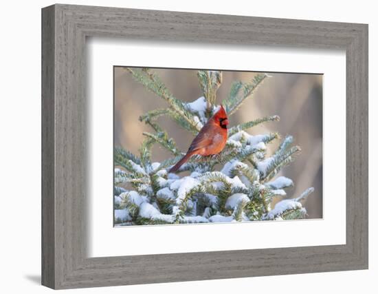 Northern cardinal male in spruce tree in winter snow, Marion County, Illinois.-Richard & Susan Day-Framed Photographic Print