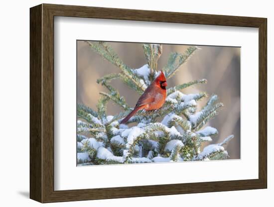 Northern cardinal male in spruce tree in winter snow, Marion County, Illinois.-Richard & Susan Day-Framed Photographic Print