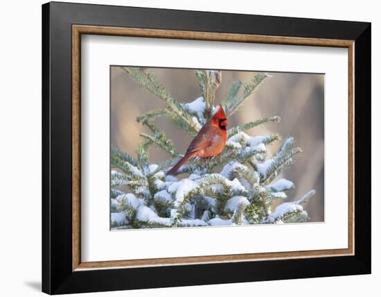 Northern cardinal male in spruce tree in winter snow, Marion County, Illinois.-Richard & Susan Day-Framed Photographic Print