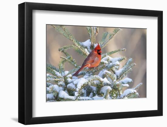 Northern cardinal male in spruce tree in winter snow, Marion County, Illinois.-Richard & Susan Day-Framed Photographic Print