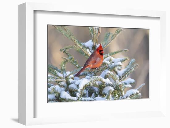 Northern cardinal male in spruce tree in winter snow, Marion County, Illinois.-Richard & Susan Day-Framed Photographic Print