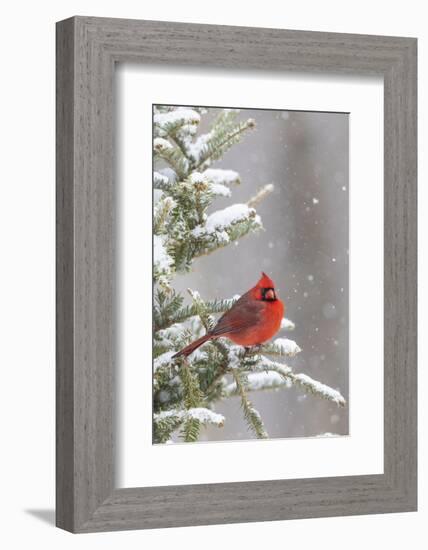 Northern cardinal male in spruce tree in winter snow, Marion County, Illinois.-Richard & Susan Day-Framed Photographic Print