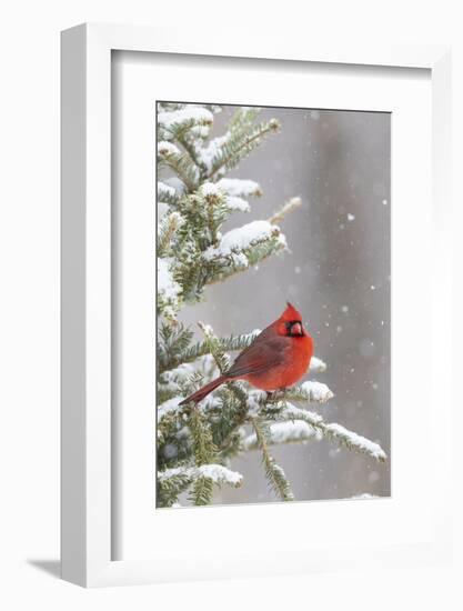 Northern cardinal male in spruce tree in winter snow, Marion County, Illinois.-Richard & Susan Day-Framed Photographic Print