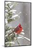 Northern cardinal male in spruce tree in winter snow, Marion County, Illinois.-Richard & Susan Day-Mounted Photographic Print