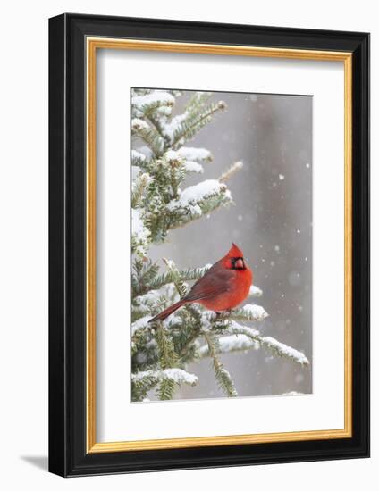 Northern cardinal male in spruce tree in winter snow, Marion County, Illinois.-Richard & Susan Day-Framed Photographic Print