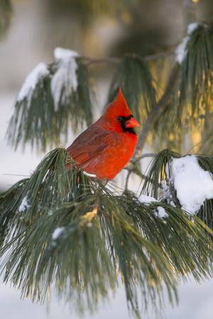 CARDINALS MALE ON SPRIGS OF PINE WITH PINECONES CHRISTMAS VALANCE 