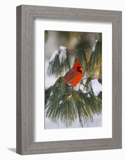 Northern Cardinal Male in White Pine Tree in Winter, Marion County, Illinois-Richard and Susan Day-Framed Photographic Print