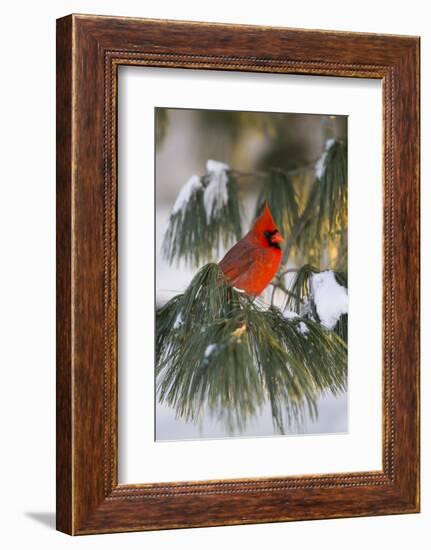 Northern Cardinal Male in White Pine Tree in Winter, Marion County, Illinois-Richard and Susan Day-Framed Photographic Print