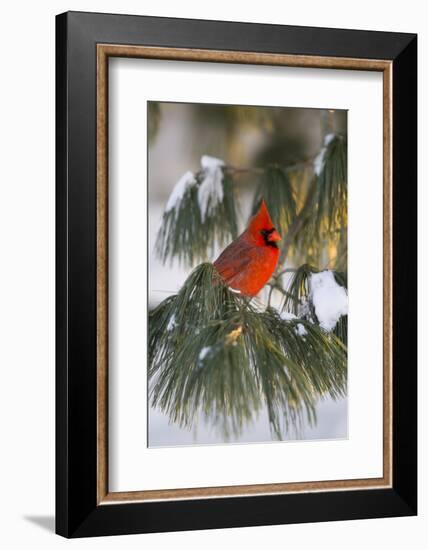 Northern Cardinal Male in White Pine Tree in Winter, Marion County, Illinois-Richard and Susan Day-Framed Photographic Print