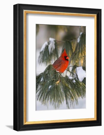 Northern Cardinal Male in White Pine Tree in Winter, Marion County, Illinois-Richard and Susan Day-Framed Photographic Print