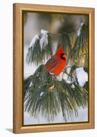 Northern Cardinal Male in White Pine Tree in Winter, Marion County, Illinois-Richard and Susan Day-Framed Premier Image Canvas