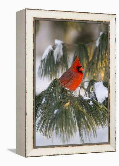 Northern Cardinal Male in White Pine Tree in Winter, Marion County, Illinois-Richard and Susan Day-Framed Premier Image Canvas