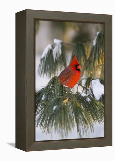 Northern Cardinal Male in White Pine Tree in Winter, Marion County, Illinois-Richard and Susan Day-Framed Premier Image Canvas