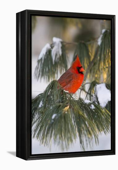 Northern Cardinal Male in White Pine Tree in Winter, Marion County, Illinois-Richard and Susan Day-Framed Premier Image Canvas