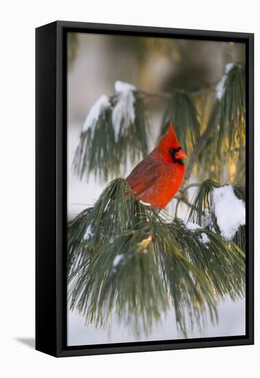 Northern Cardinal Male in White Pine Tree in Winter, Marion County, Illinois-Richard and Susan Day-Framed Premier Image Canvas