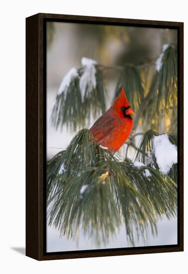 Northern Cardinal Male in White Pine Tree in Winter, Marion County, Illinois-Richard and Susan Day-Framed Premier Image Canvas