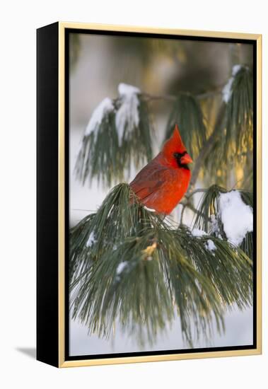 Northern Cardinal Male in White Pine Tree in Winter, Marion County, Illinois-Richard and Susan Day-Framed Premier Image Canvas