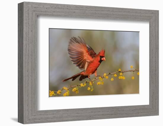 Northern Cardinal male landing on huisache branch-Larry Ditto-Framed Photographic Print