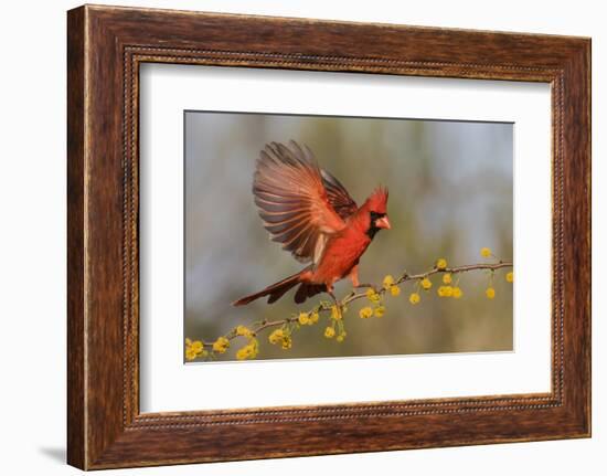 Northern Cardinal male landing on huisache branch-Larry Ditto-Framed Photographic Print