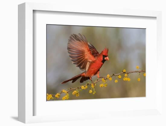 Northern Cardinal male landing on huisache branch-Larry Ditto-Framed Photographic Print