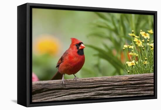 Northern Cardinal Male on Fence, Marion, Illinois, Usa-Richard ans Susan Day-Framed Premier Image Canvas