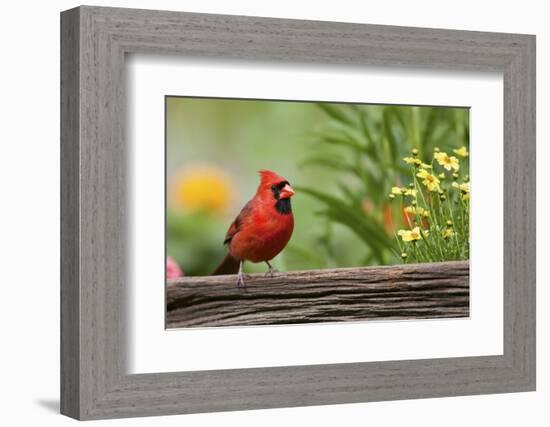 Northern Cardinal Male on Fence, Marion, Illinois, Usa-Richard ans Susan Day-Framed Photographic Print
